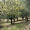 Pulire Terreno Agricolo