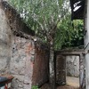 Potare O Tagliare Alberi