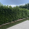 Pulire Terreno Agricolo