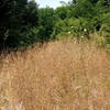Pulire Terreno Agricolo