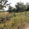 Pulire Terreno Agricolo