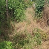 Pulire Terreno Agricolo