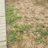 Posare Prato Sintetico