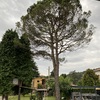 Tagliare Albero