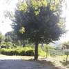 Potare O Tagliare Alberi