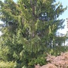 Potare O Tagliare Alberi