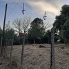 Costo per il taglio di due alberi secchi zona colle dei pini roma