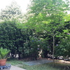 Potare O Tagliare Alberi