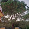 Potare pino