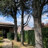Potare O Tagliare Alberi