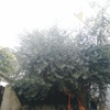 Potare ulivo
