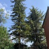 Potare O Tagliare pini