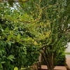 Manutenzione Giardino