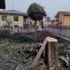 Potare O Tagliare Alberi