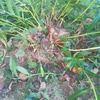 Potare O Tagliare Alberi