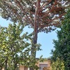 Potare O Tagliare Alberi