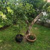 Piantare Giardino
