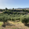Potatura ulivi cerveteri (lazio - roma)