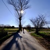 Potare pioppo