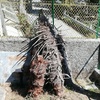 Smaltire Potatura