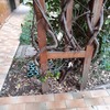 Potare O Tagliare Alberi