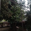 Potare O Tagliare Alberi