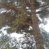 Potare O Tagliare Alberi