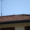 Piccola Ristrutturazione Tetto
