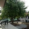 Potare O Tagliare Alberi