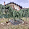 Potare O Tagliare Alberi