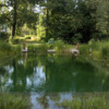 Bio piscina