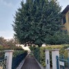 Potare quercia