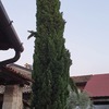 Potare O Tagliare Alberi