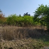 Pulire Terreno Agricolo