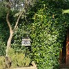 Potare O Tagliare Alberi