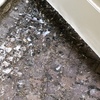 Pulizia Guano Piccioni