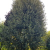 Potare O Tagliare Alberi