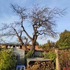 Potare O Tagliare Alberi