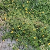 Potare O Tagliare Alberi