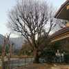 Potare O Tagliare Alberi