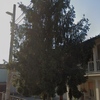 Potare O Tagliare Alberi