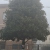 Potare O Tagliare Alberi