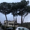 Potare O Tagliare Alberi