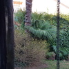 Potare O Tagliare Alberi