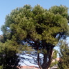 Potare O Tagliare Alberi