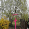 Potare O Tagliare Alberi