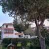 Potare O Tagliare Alberi
