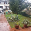 Potare O Tagliare Alberi