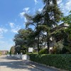Potare O Tagliare Alberi
