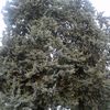 Potatura di 2 pini